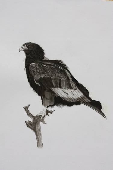 Original Realism Animal Drawings by Kobus van Zyl