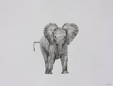 Original Realism Animal Drawing by Kobus van Zyl