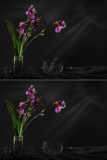 Original Conceptual Botanic Photography by Pietro Cenini