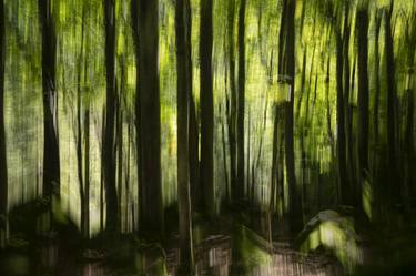 Print of Impressionism Tree Photography by Pietro Cenini