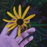 Rudbeckia by Olga Szczechowska