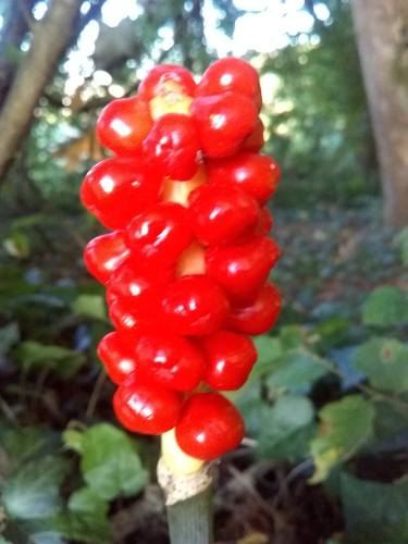 Summer berries in the forest thumb