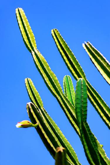 Original Conceptual Botanic Photography by Diego Cerezer