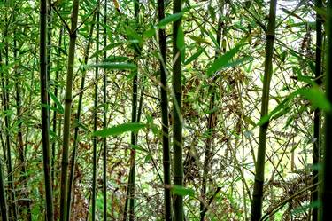 Original Conceptual Garden Photography by Diego Cerezer