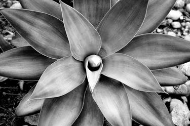 Original Conceptual Botanic Photography by Diego Cerezer