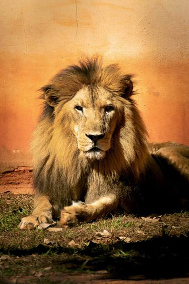 Original Contemporary Animal Photography by Diego Cerezer