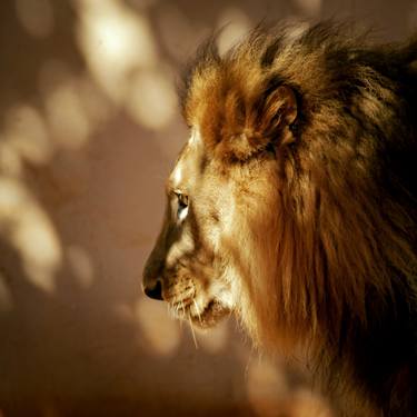 Original Animal Photography by Diego Cerezer