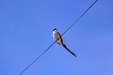 Print of Animal Photography by Diego Cerezer