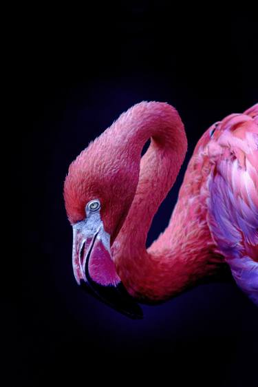 Original Abstract Expressionism Animal Photography by Diego Cerezer