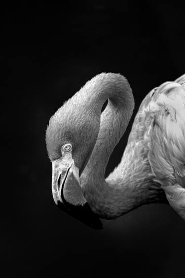 Print of Conceptual Animal Photography by Diego Cerezer