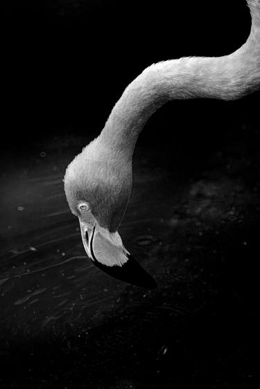 Original Conceptual Animal Photography by Diego Cerezer