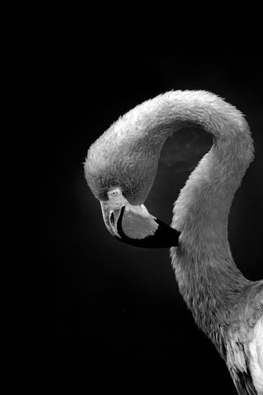 Print of Conceptual Animal Photography by Diego Cerezer