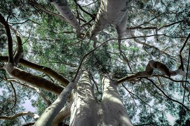 Print of Conceptual Tree Photography by Diego Cerezer