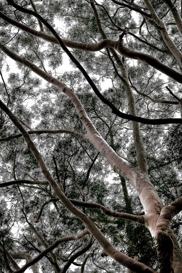 Original Art Deco Tree Photography by Diego Cerezer