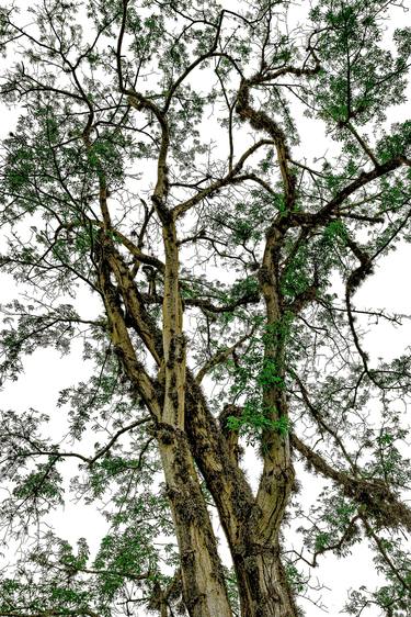 Print of Conceptual Tree Photography by Diego Cerezer