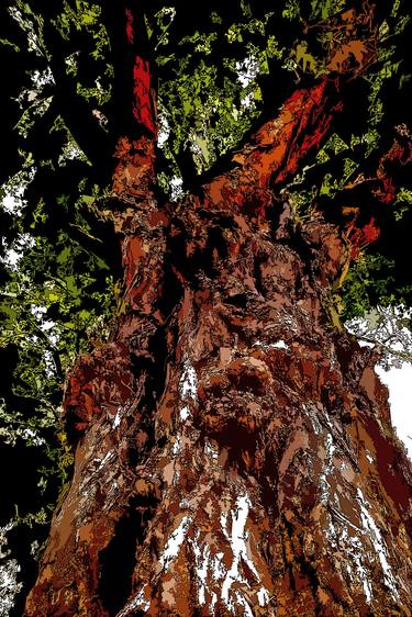 Original Abstract Expressionism Tree Photography by Diego Cerezer