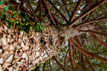 Original Abstract Expressionism Tree Photography by Diego Cerezer