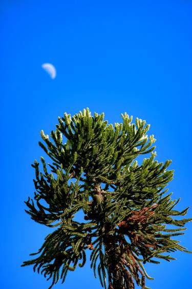 Print of Figurative Tree Photography by Diego Cerezer