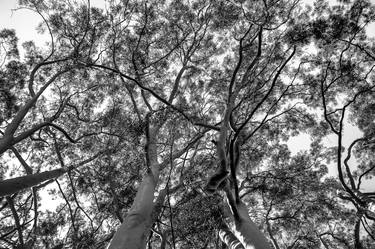 Print of Conceptual Tree Photography by Diego Cerezer