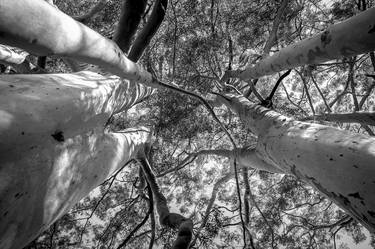Print of Tree Photography by Diego Cerezer
