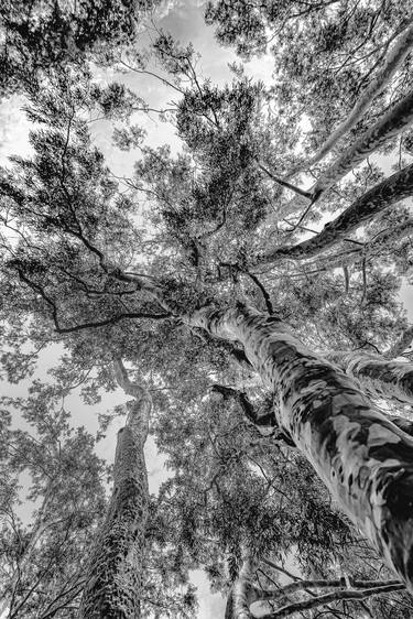 Print of Conceptual Tree Photography by Diego Cerezer