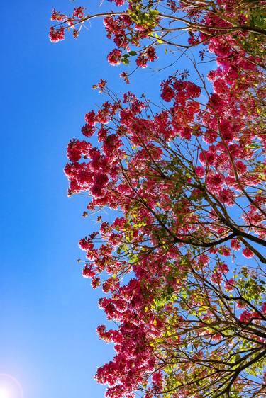 Original Floral Photography by Diego Cerezer