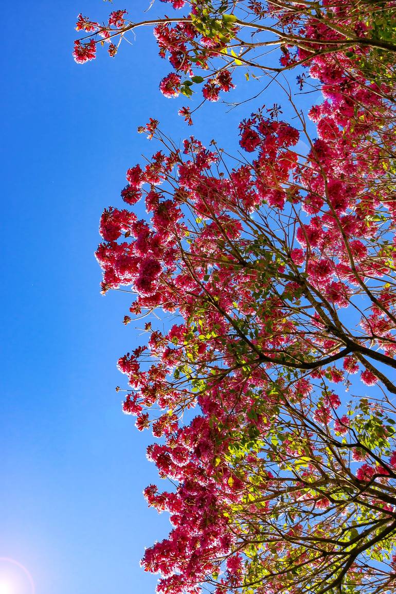 Original  Photography by diego cerezer