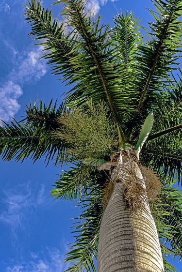 Print of Conceptual Tree Photography by Diego Cerezer