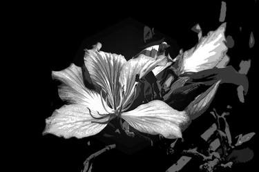 Original Conceptual Floral Photography by Diego Cerezer