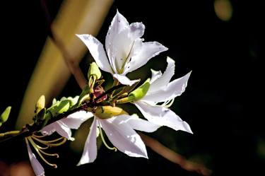 Print of Conceptual Floral Photography by Diego Cerezer