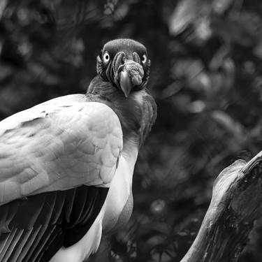 Print of Abstract Expressionism Animal Photography by Diego Cerezer