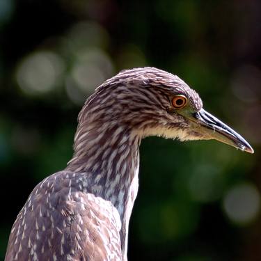 Print of Animal Photography by Diego Cerezer