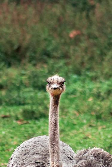 Print of Art Deco Animal Photography by Diego Cerezer