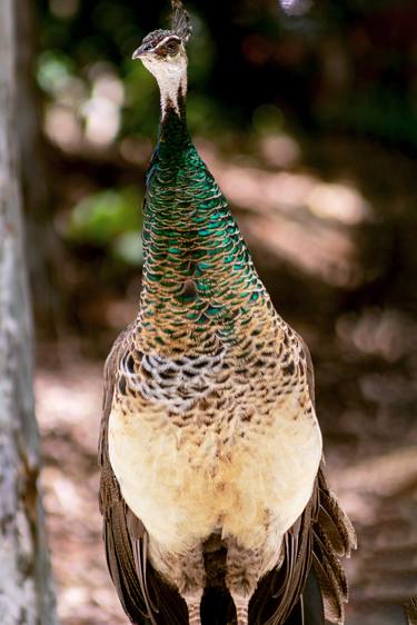 The Peacock's Tail thumb
