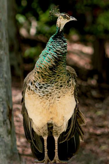 The Peacock's Tail thumb