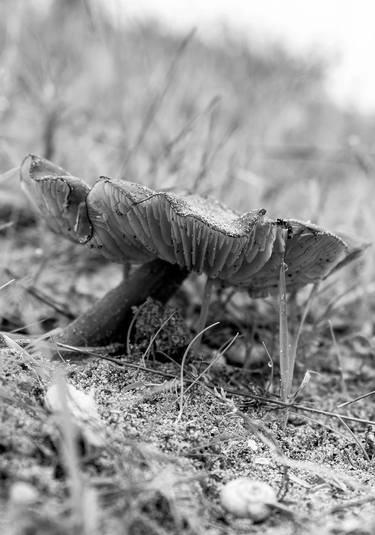 Print of Abstract Expressionism Botanic Photography by Diego Cerezer