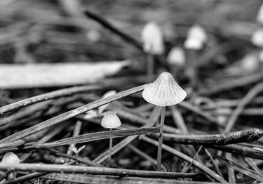 Print of Conceptual Botanic Photography by Diego Cerezer