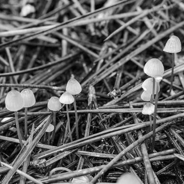 Print of Garden Photography by Diego Cerezer