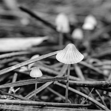 Original Abstract Expressionism Garden Photography by Diego Cerezer