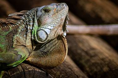 Print of Conceptual Animal Photography by Diego Cerezer