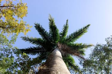 Print of Tree Photography by Diego Cerezer