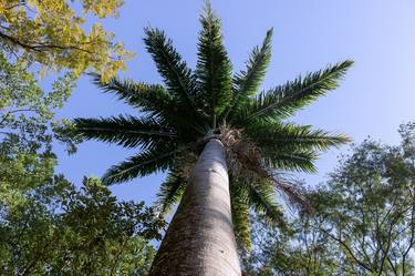 Print of Tree Photography by Diego Cerezer