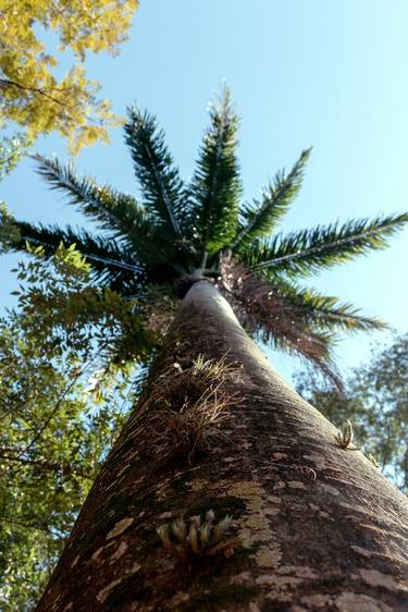 Print of Conceptual Tree Photography by Diego Cerezer