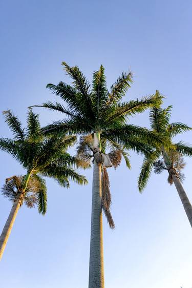 Print of Conceptual Tree Photography by Diego Cerezer