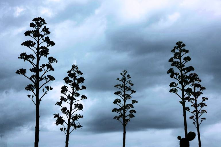 Original  Photography by diego cerezer