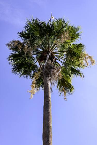 Print of Conceptual Tree Photography by Diego Cerezer