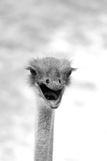 Original Black & White Animal Photography by Diego Cerezer