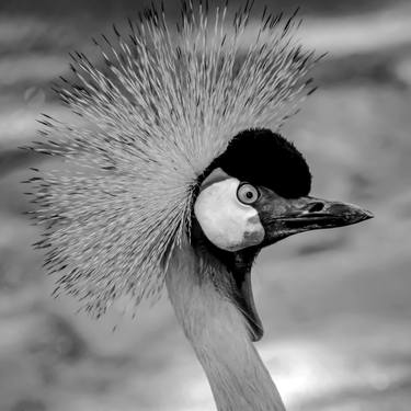 Original Black & White Animal Photography by Diego Cerezer