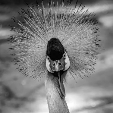 Original Abstract Expressionism Animal Photography by Diego Cerezer
