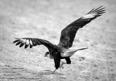 Original Art Nouveau Animal Photography by Diego Cerezer